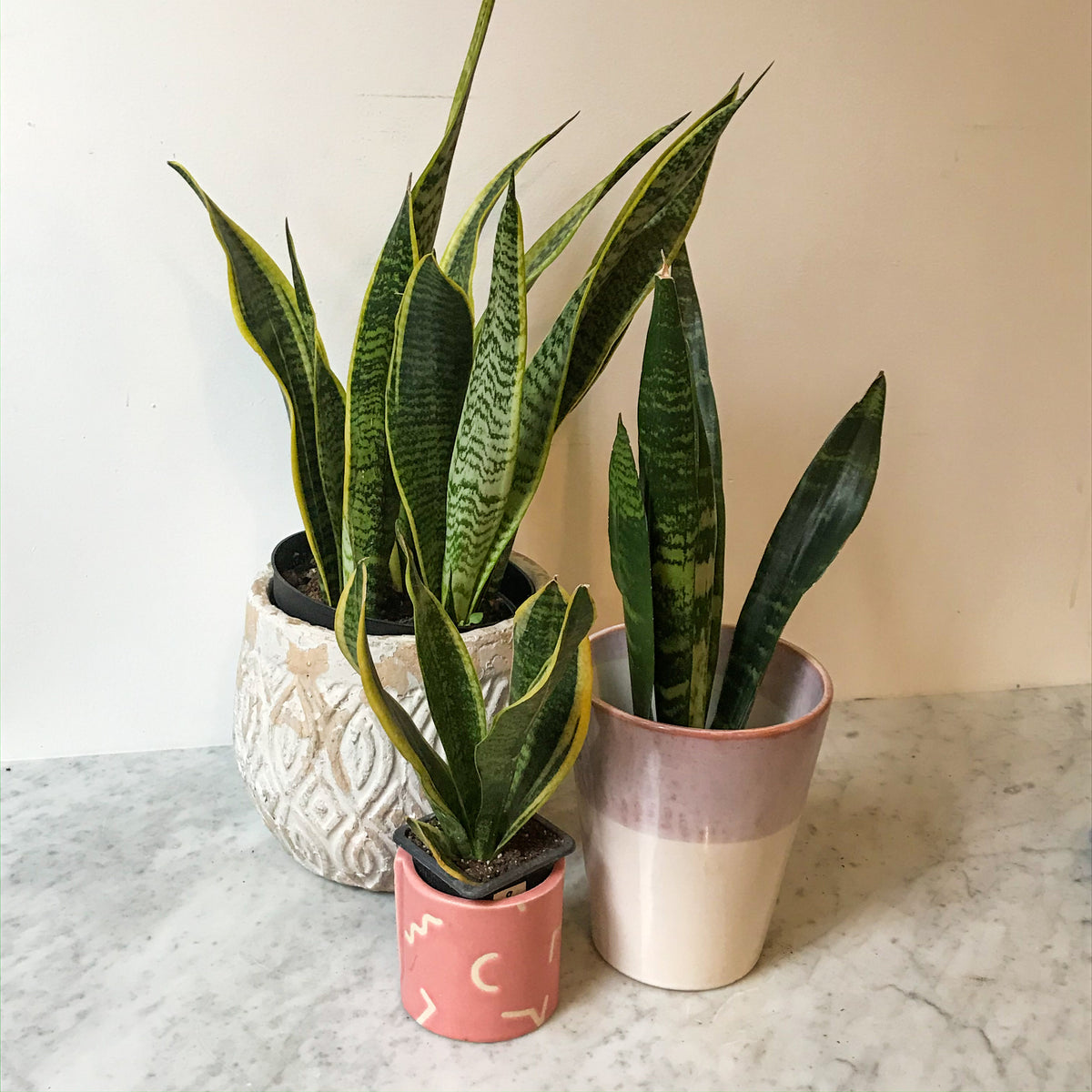 snake plant in english Snake Plant – Stonefruit Botanical