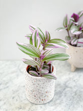 Load image into Gallery viewer, Tradescantia Nanouk (Purple Heart)