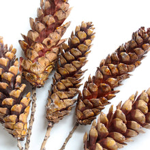 Load image into Gallery viewer, Strobus Pine Cone on Stem - Dried: 5 stems / Natural Brown