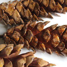 Load image into Gallery viewer, Strobus Pine Cone on Stem - Dried: 5 stems / Natural Brown