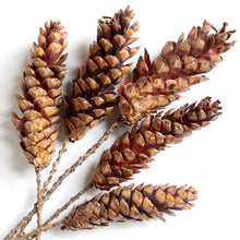 Load image into Gallery viewer, Strobus Pine Cone on Stem - Dried: 5 stems / Natural Brown