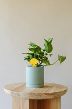 Load image into Gallery viewer, Sticky Traps for Plant Pests