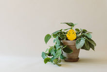 Load image into Gallery viewer, Sticky Traps for Plant Pests