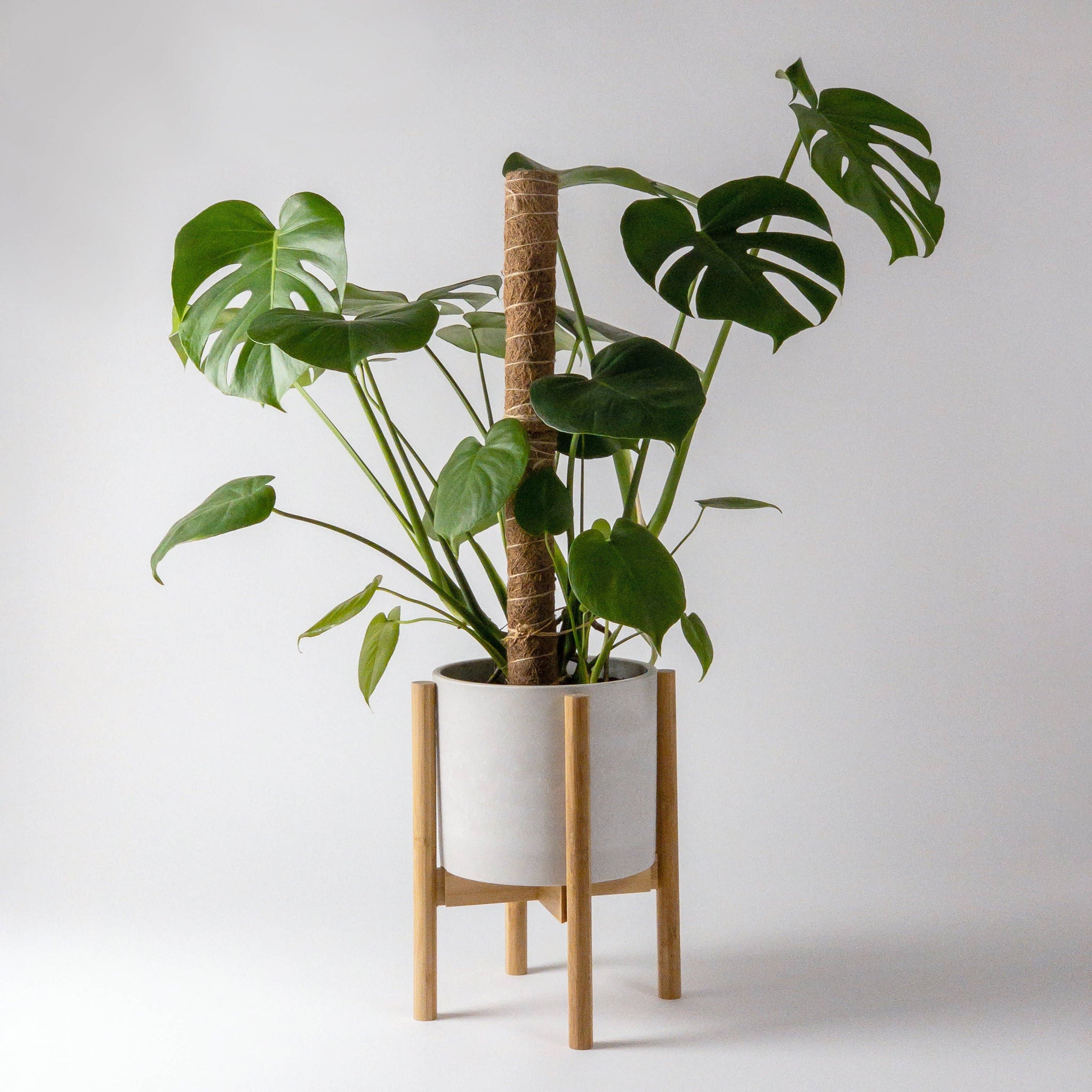 large indoor plant supports Two Pack