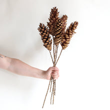 Load image into Gallery viewer, Strobus Pine Cone on Stem - Dried: 5 stems / Natural Brown