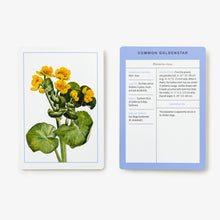 Load image into Gallery viewer, New York Botanical Garden Wildflower ID Flashcards