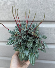 Load image into Gallery viewer, Peperomia (assortment)