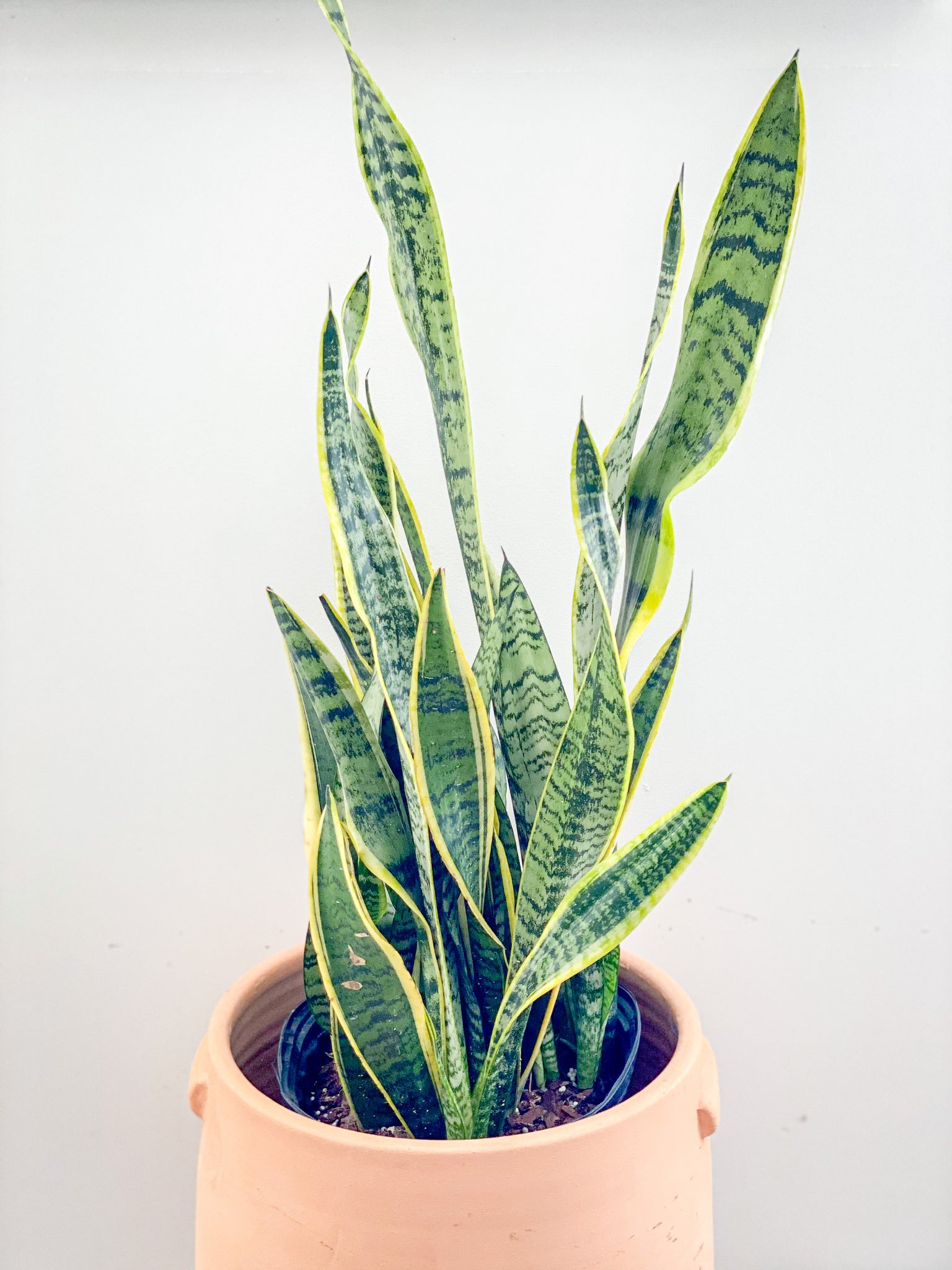 snake plant คือ Snake Plant – Stonefruit Botanical