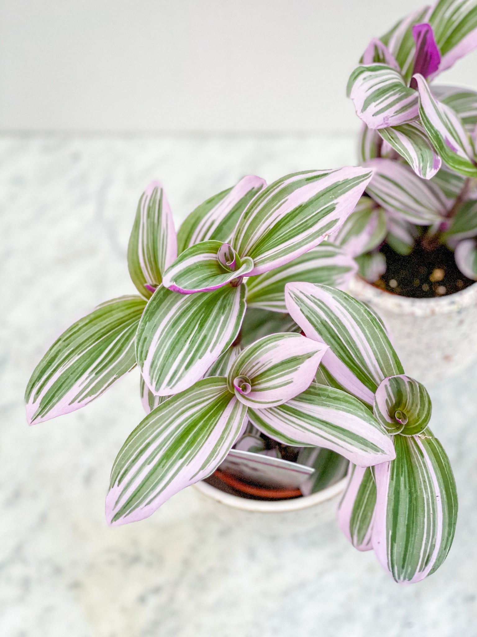 purple heart succulent plant Tradescantia Nanouk (Purple Heart) – Stonefruit Botanical