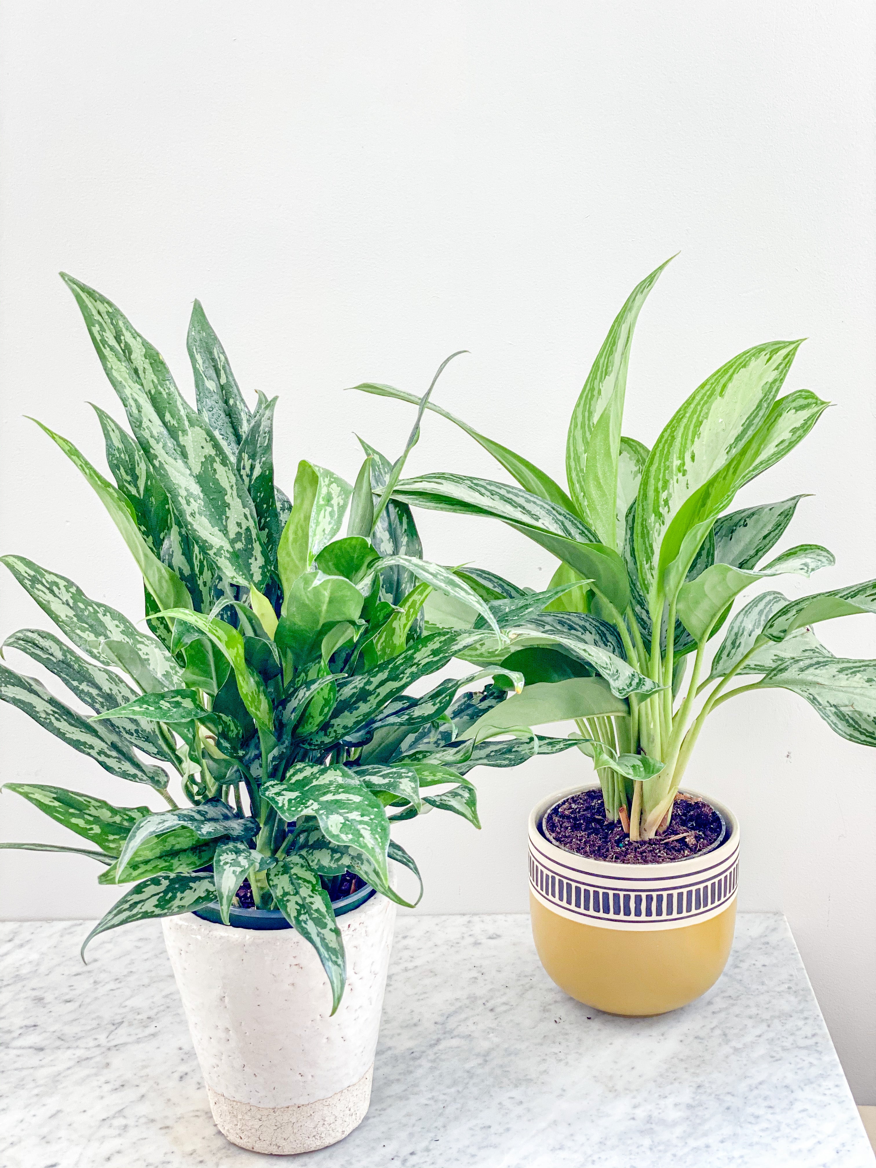史上最も激安 Assorted Aglaonema – Botanical Stonefruit その他観葉植物