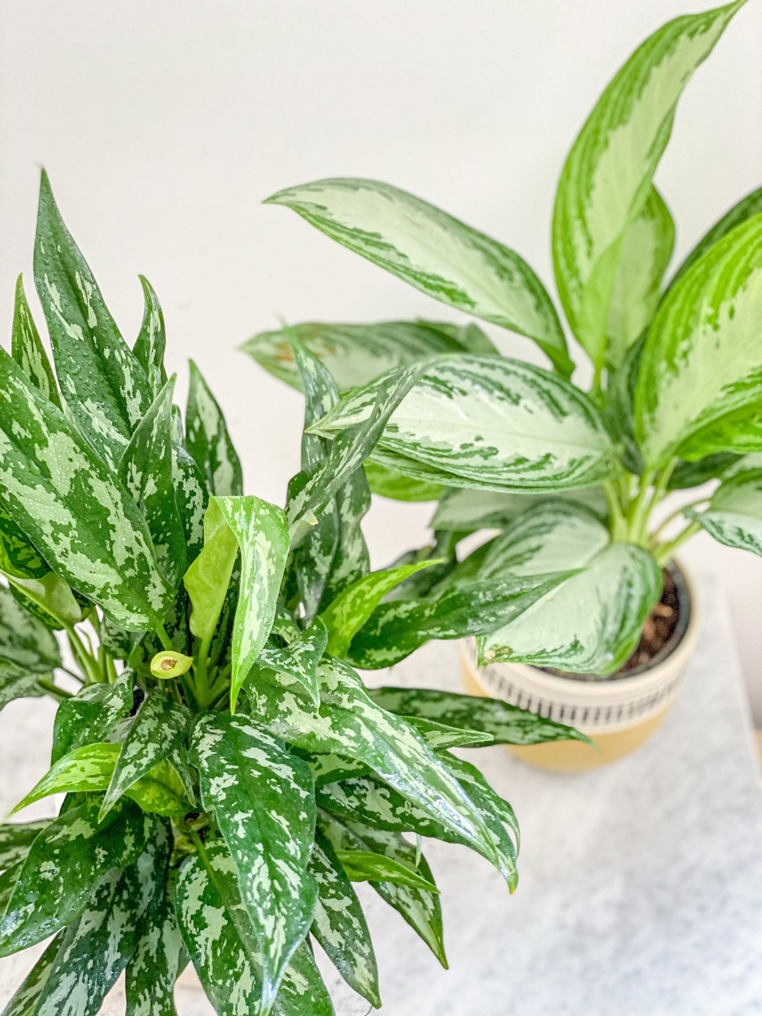 aglaonema assorted Aglaonema Assorted