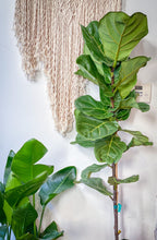 Load image into Gallery viewer, Ficus Lyrata (Fiddleleaf Fig)