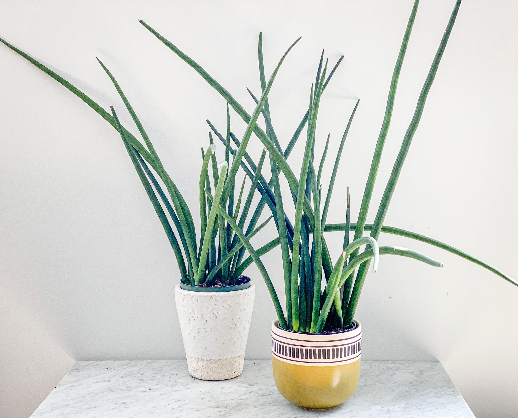 snake plant คือ Snake Plant – Stonefruit Botanical